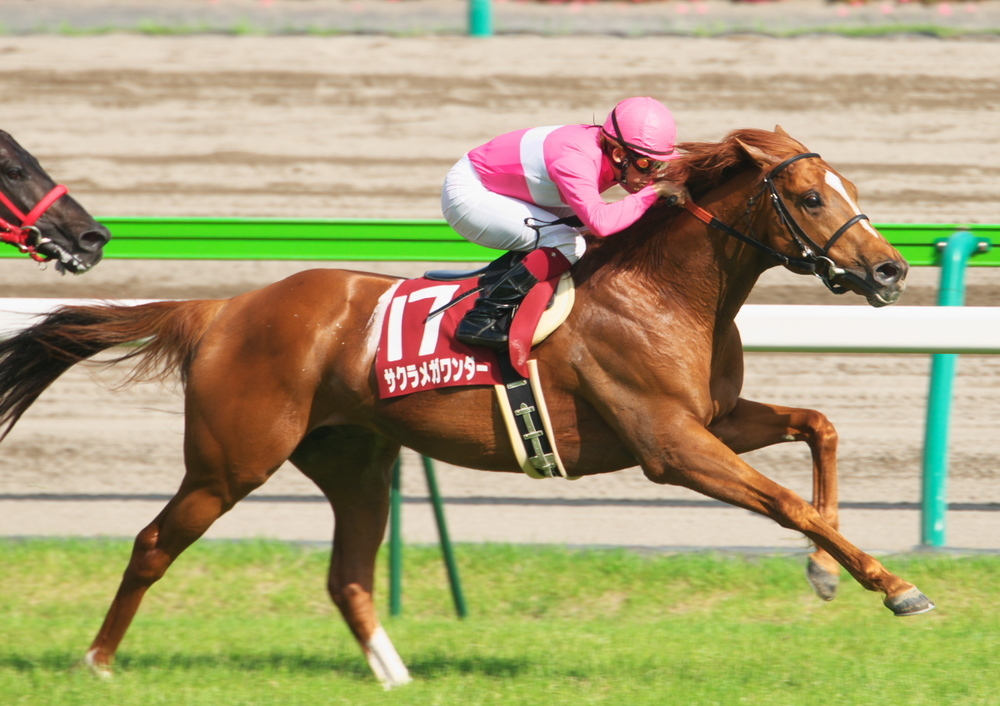 最大70％オフ！ サクラメガワンダー 実使用ゼッケン 競馬 jra 騎手